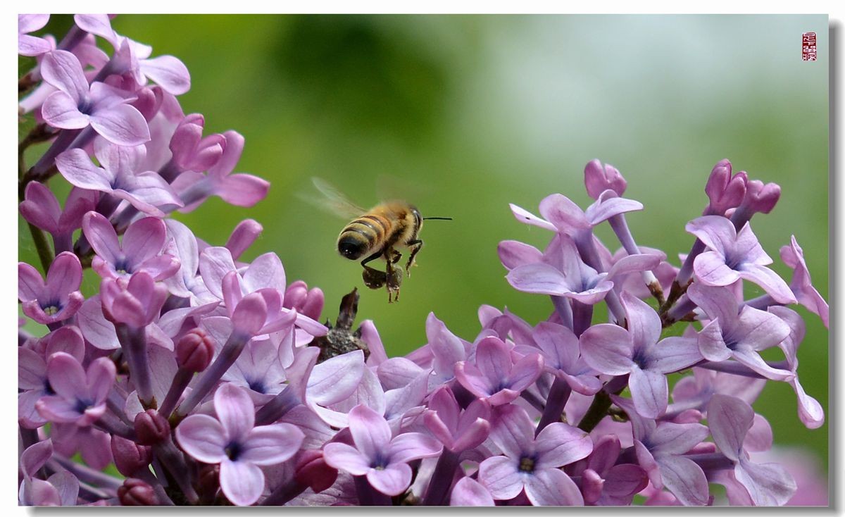 紫丁香花语是什么,紫丁香寓意是什么