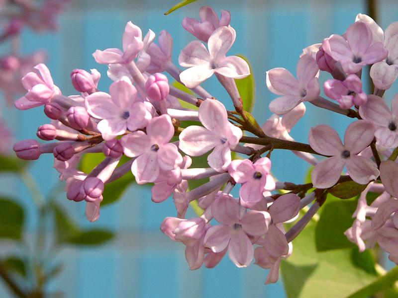 紫丁香花语是什么,紫丁香寓意是什么