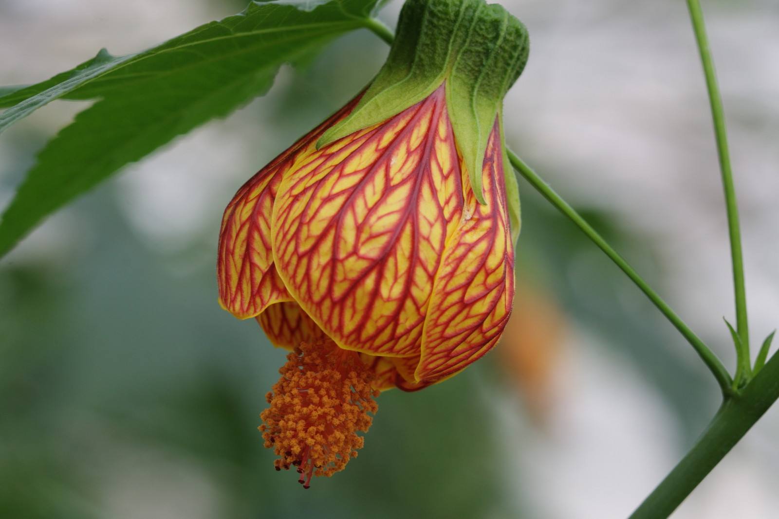 迎风摇曳的铃铛——风铃花的花语是什么